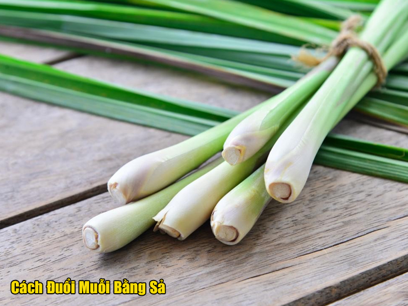 5 cách đuổi muỗi bằng xả